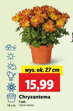 chryzantema