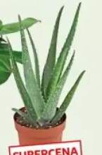 aloes