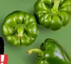 papryka zielona