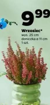 wrzosiec