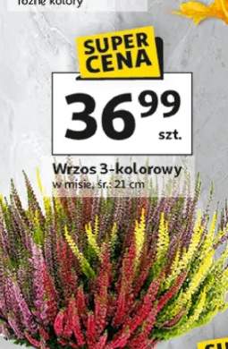 wrzos