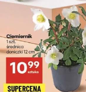 ciemiernik