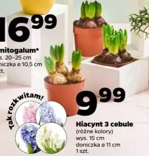 Hiacynt 3 cebule różne kolory