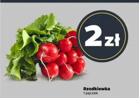 Rzodkiewka