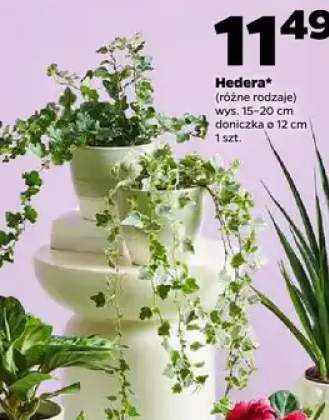 Hedera (różne rodzaje)