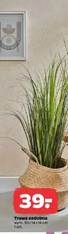 Trawa ozdobna