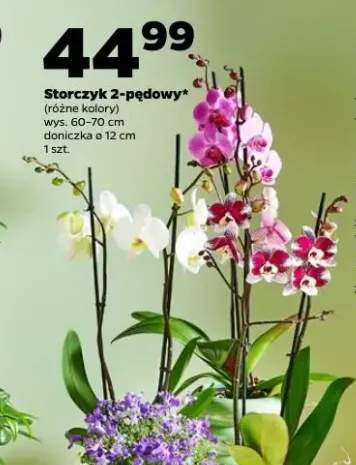 Storczyk 2-pędowy różne kolory