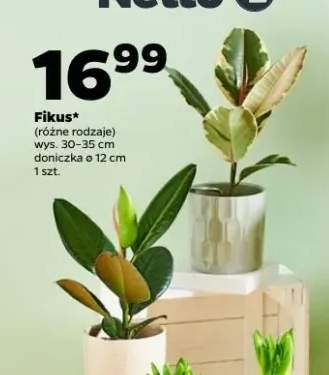 Fikus różne rodzaje