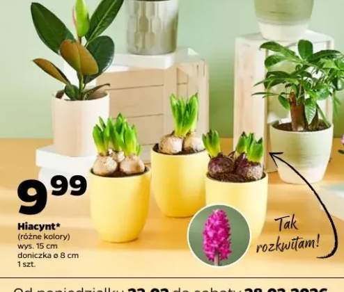 Hiacynt różne kolory