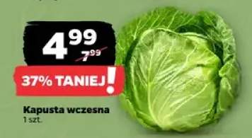 Kapusta wczesna 1 szt.
