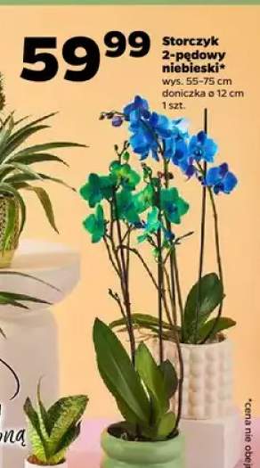 Storczyk 2-pędowy niebieski