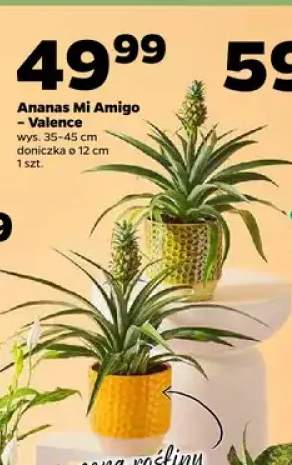 Ananas Mi Amigo - Valence
