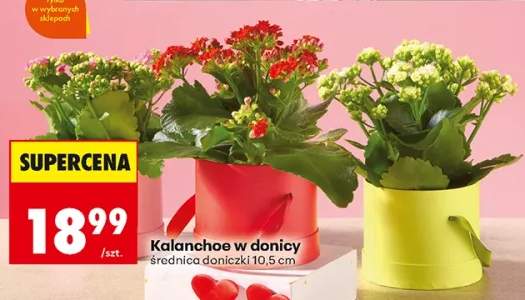 kalanchoe