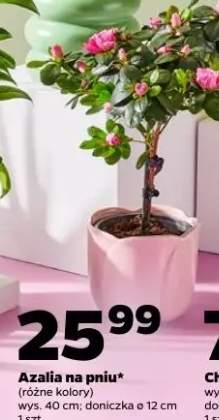 Azalia na pniu (różne kolory)