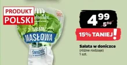 Sałata w doniczce (różne rodzaje)