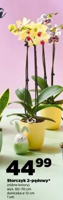 Storczyk 2-pędowy (różne kolory)