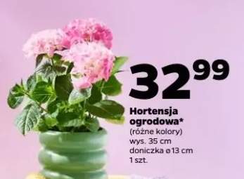 Hortensja ogrodowa (różne kolory)