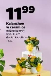 Kalanchoe w ceramice