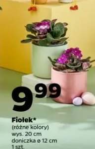 Fiołek