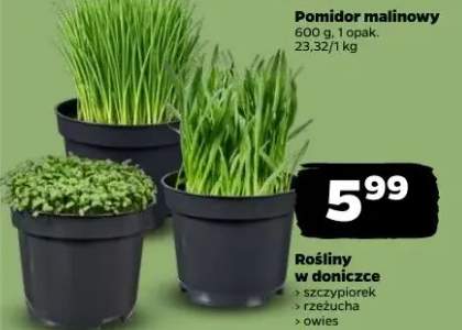 Rośliny doniczkowe: szczypiorek, rzeżucha, owies