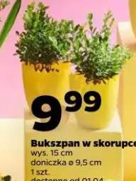 Bukszpan w skorupce