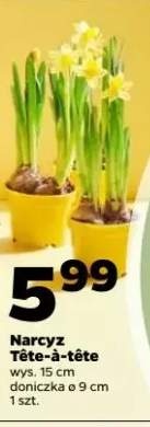 Narcyz Tête-à-tête