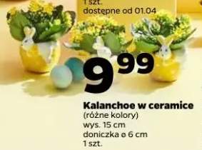 Kalanchoe w ceramice różne kolory