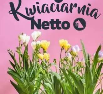 Frezja różne kolory