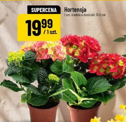 hortensja