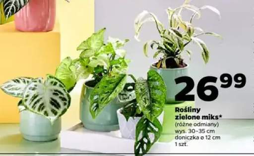 Rośliny zielone miks (różne odmiany)