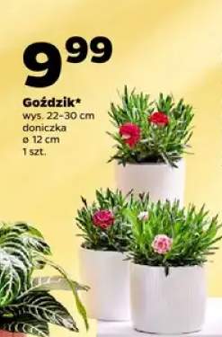 Goździk