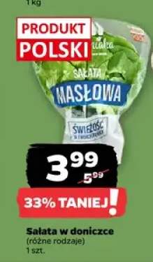 Sałata w doniczce (różne rodzaje)