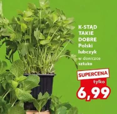 lubczyk