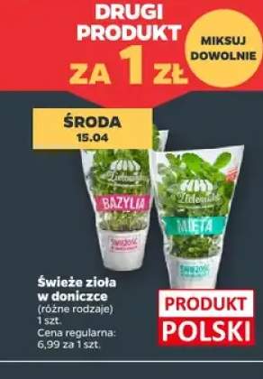 Świeże zioła w doniczkach