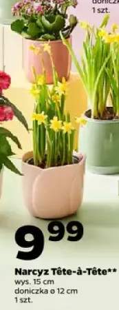 Narcyz Tête-à-Tête