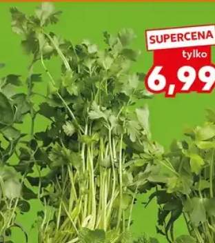 kolendra