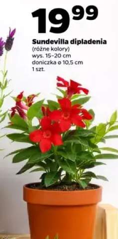 Sundevilla dipladenia (różne kolory)