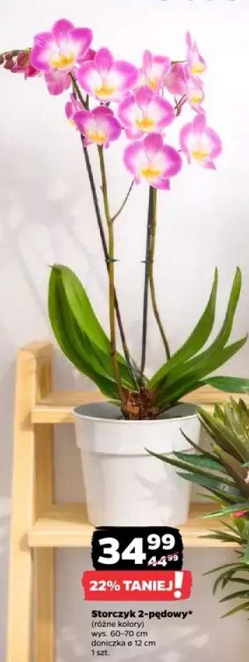 Storczyk 2-pędowy (różne kolory)