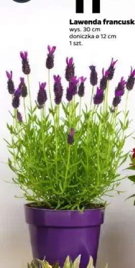 Lawenda francuska