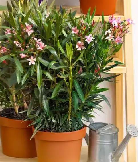 Oleander (różne kolory)