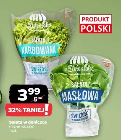 Sałata w doniczce (różne rodzaje)