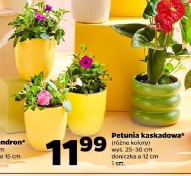 Petunia kaskadowa (różne kolory)