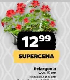 Pelargonia