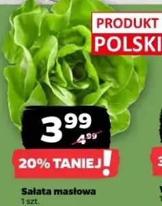 Sałata masłowa polska