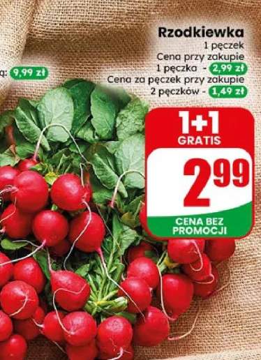 rzodkiewka