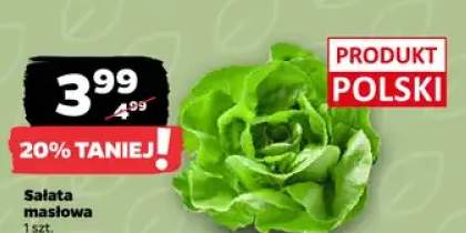Sałata masłowa polska
