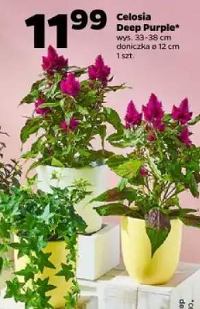 Celosia Deep Purple wys. 33-38cm doniczka ø 12cm