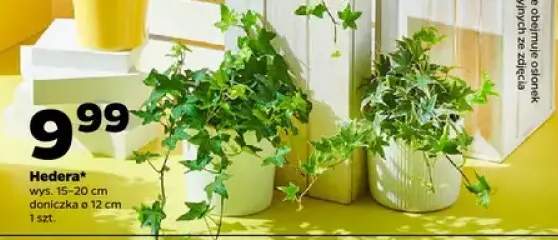 Hedera wys. 15-20cm doniczka ø 12cm