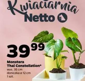 Monstera Thai Constellation wys. 35cm doniczka ø 12cm