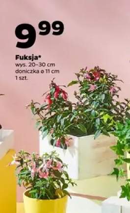 Fuksja wys. 20-30cm doniczka ø 11cm